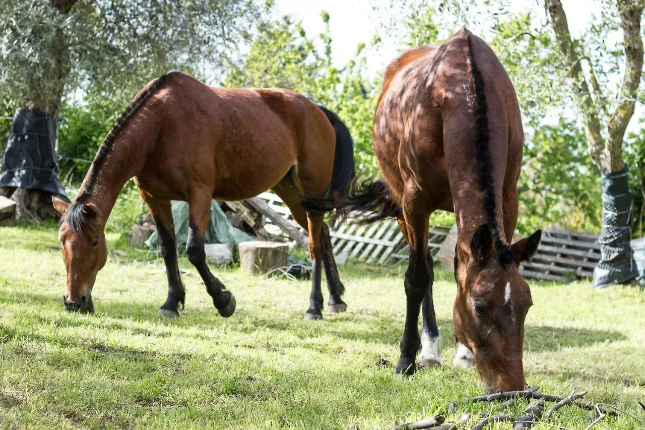 Podere Leporino Sarteano 0*,  Italia