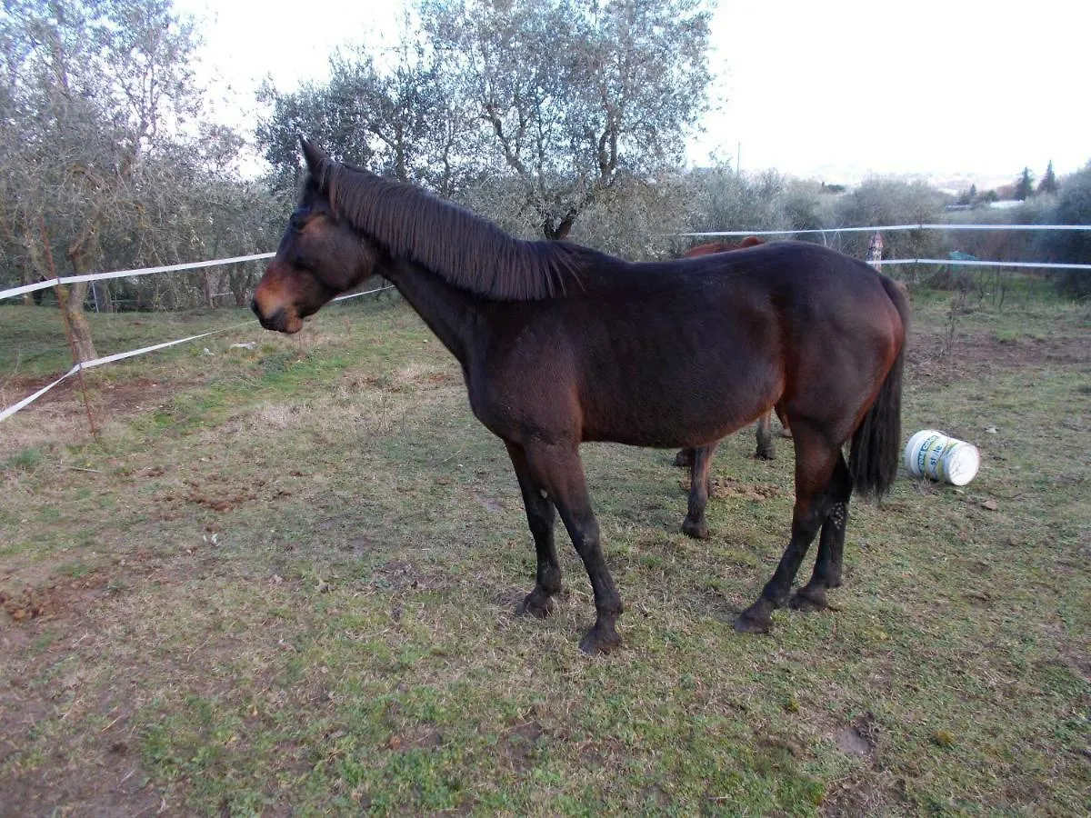 Podere Leporino Sarteano
